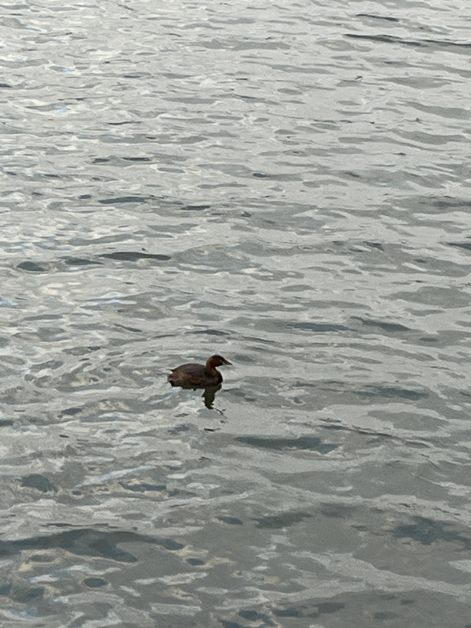 Little Grebe