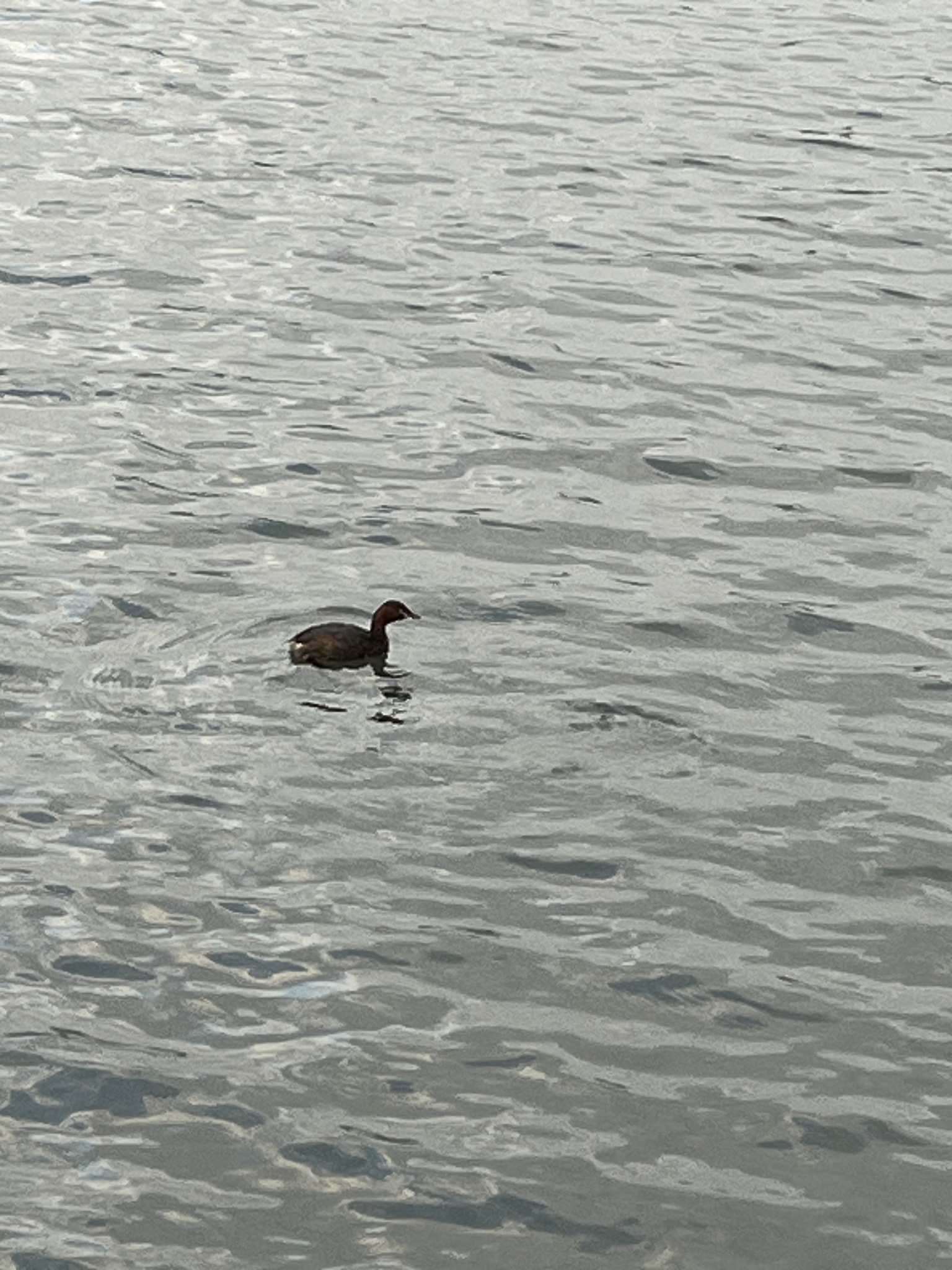 Little Grebe