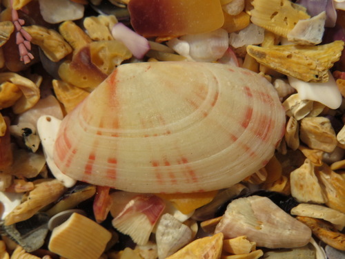 Representative image of Moerella donacina