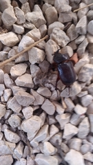 Oryctes nasicornis grypus