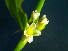 Polygonum ramosissimum