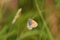 Coenonympha tullia