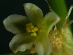 Polygonum ramosissimum