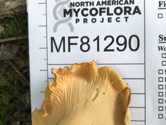 Cantharellus flavolateritius