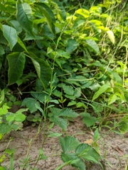 Polygonum ramosissimum
