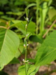 Polygonum ramosissimum