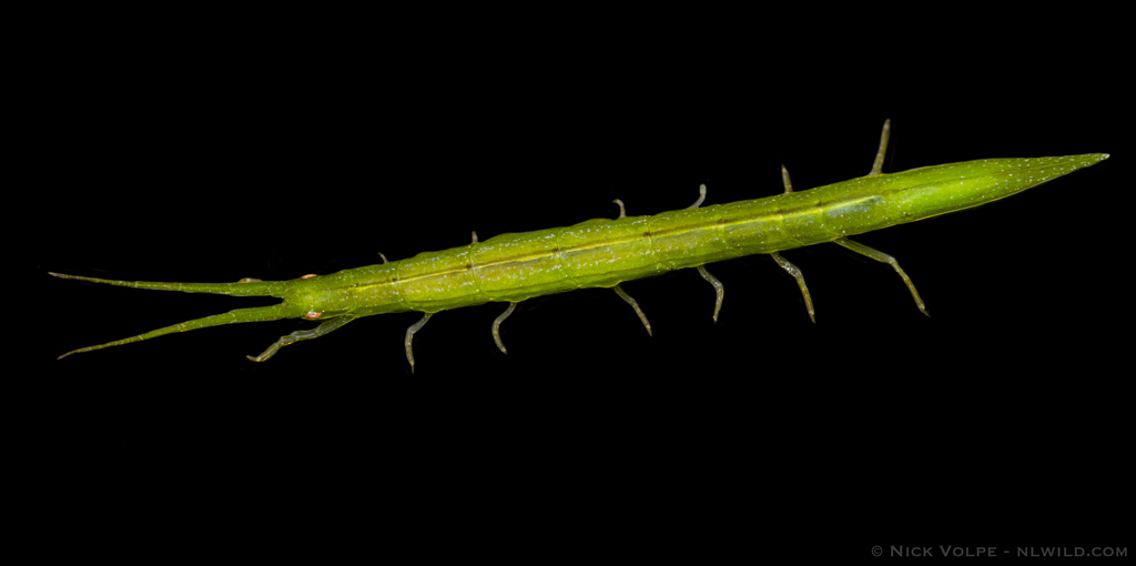 Crabyzos longicaudatus