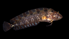 Common Weedfish photo 2