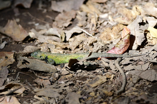 Asperous Spiny Lizard, Sceloporus asper