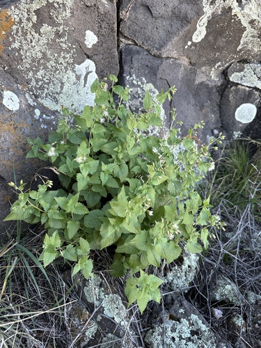 Image of Brickelliastrum fendleri by (c) Matt Berger, some rights reserved (CC BY)