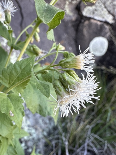 Image of Brickelliastrum fendleri by (c) Matt Berger, some rights reserved (CC BY)