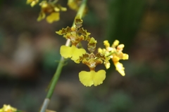 Oncidium polycladium