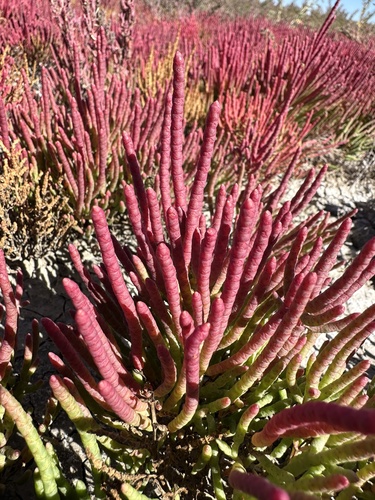Image of Salicornia rubra by (c) Matt Berger, some rights reserved (CC BY)