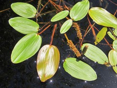 Potamogeton natans