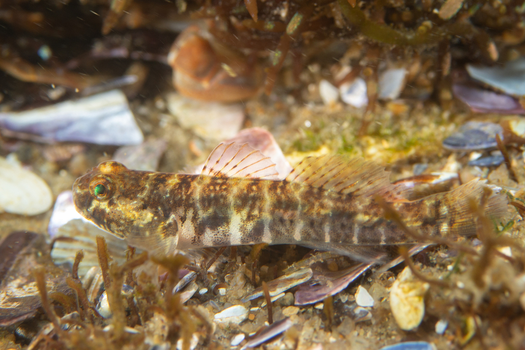 Half-naked Goby
