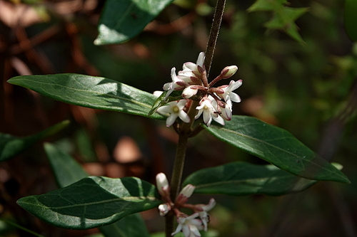 Image of Leichhardtia suaveolens by (c) Max Campbell, some rights reserved (CC BY)