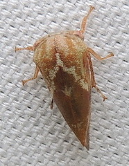 Cyrtolobus pallidifrontis