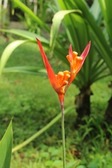 Heliconiaceae