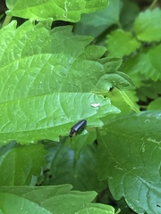 Lucidota atra