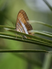 Adelpha basiloides