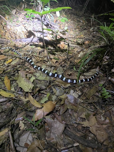 Eastern Bandy Bandy sighting