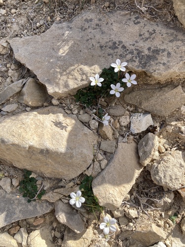 Erodium reichardii, photograph 2