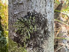Frullania kunzei image