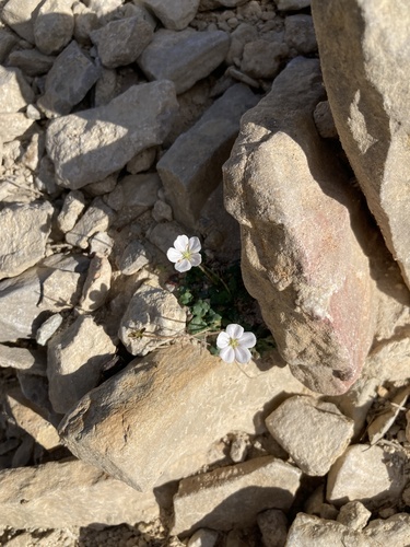 Erodium reichardii, photograph 3
