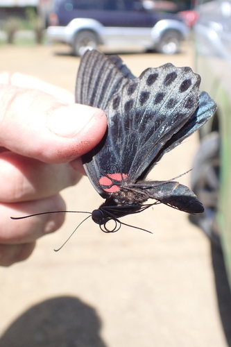 Great Mormon Swallowtail