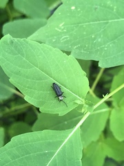 Lucidota atra