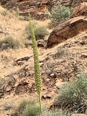 Agave utahensis kaibabensis
