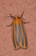 Hypoprepia cadaverosa