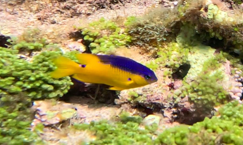 Rocas damselfish (Stegastes rocasensis) — Pomacentridae — 4