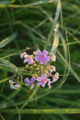 Phlox glaberrima interior