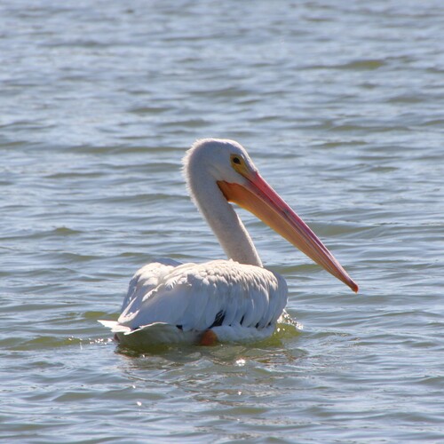iNaturalist observation photo of American White Pelican