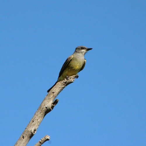 iNaturalist observation photo of Cassin's Kingbird