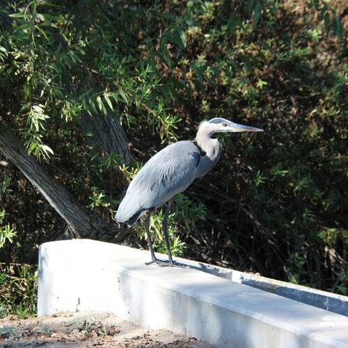 iNaturalist observation photo of Great Blue Heron