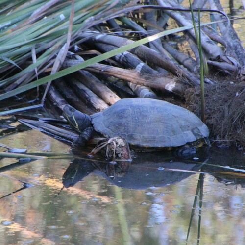 iNaturalist observation photo of Red-eared Slider