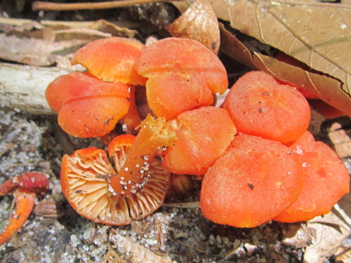 Vermilion Waxcap