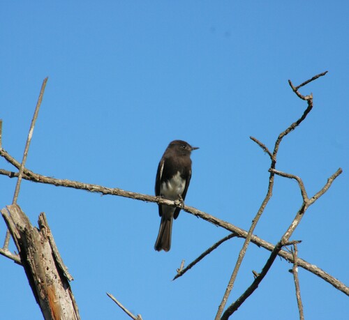 iNaturalist observation photo of Black Phoebe