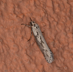 Ethmia semitenebrella