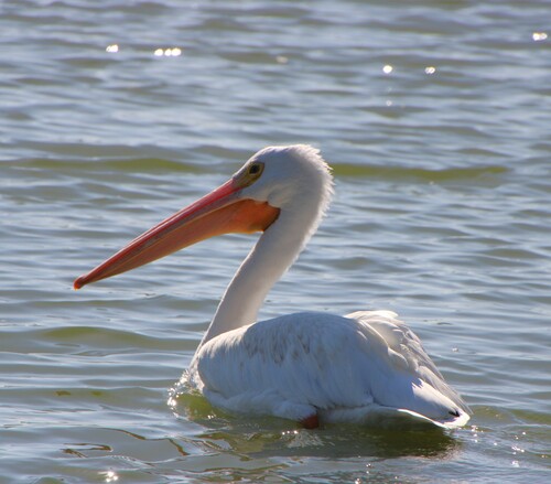 iNaturalist observation photo of American White Pelican
