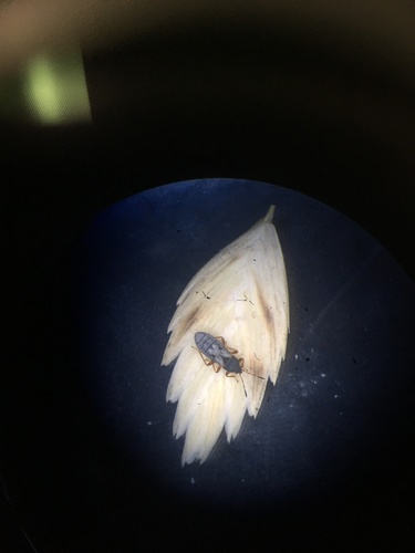 Blissidae