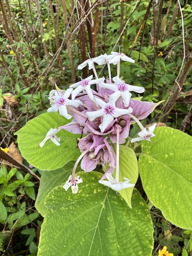 Image of Clerodendrum macrostegium by (c) Grze Swis, some rights reserved (CC BY)