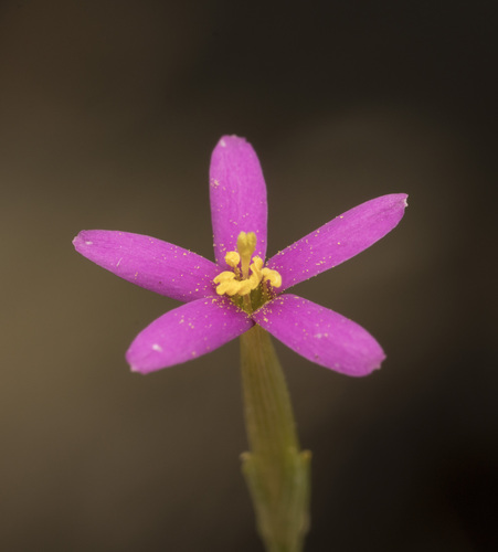 Centaurium cachanlahuen (Centaurium cachanlahuen)