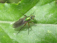 Poecilobothrus nobilitatus