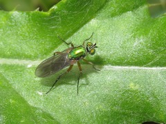 Poecilobothrus nobilitatus