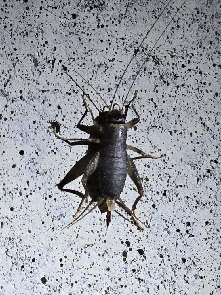 Madeiran Beach-cricket
