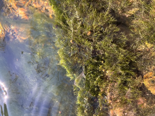Image of Fissidens fontanus by (c) Nathan Aaron, some rights reserved (CC BY)