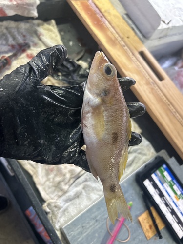 Twospot sea bass (Centropristis fuscula) — Serranidae — 4
